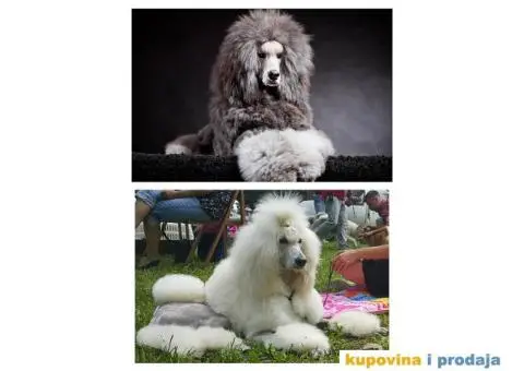 Standard (kraljevska) pudla - 4/10