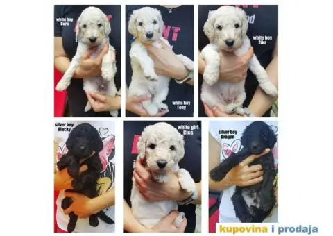 Standard (kraljevska) pudla - 5/10