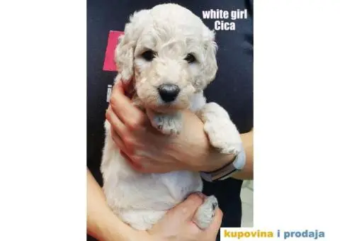 Standard (kraljevska) pudla - 6/10