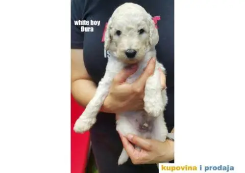 Standard (kraljevska) pudla - 7/10