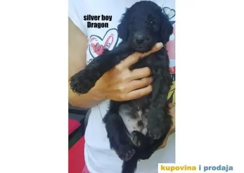 Standard (kraljevska) pudla - 8/10