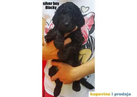 Standard (kraljevska) pudla - 9/10