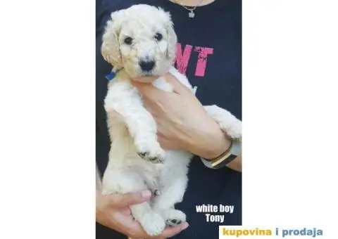 Standard (kraljevska) pudla - 10/10