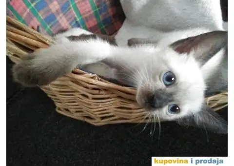 Čistokrvni sijamski mačići - 2/8