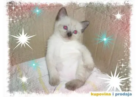 Čistokrvni sijamski mačići - 4/8