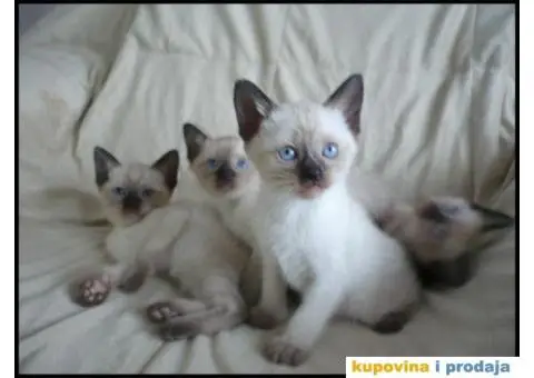 Čistokrvni sijamski mačići - 5/8