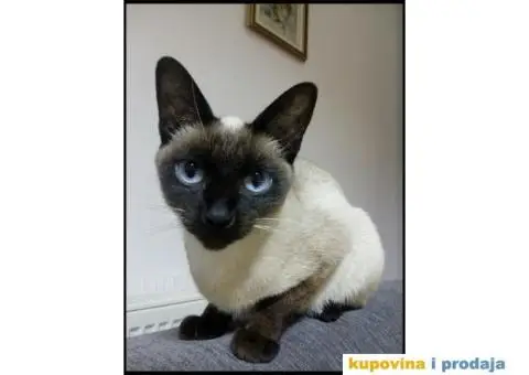 Čistokrvni sijamski mačići - 6/8