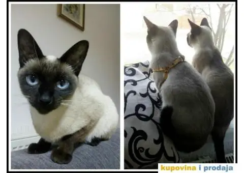 Čistokrvni sijamski mačići - 7/8