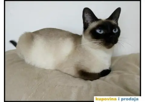 Čistokrvni sijamski mačići - 8/8