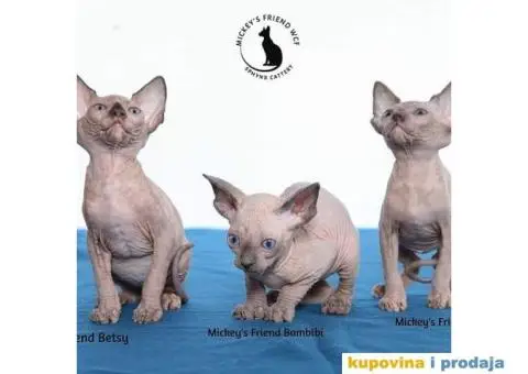 KANADSKE SFINKS - tri mačeta - 1/10