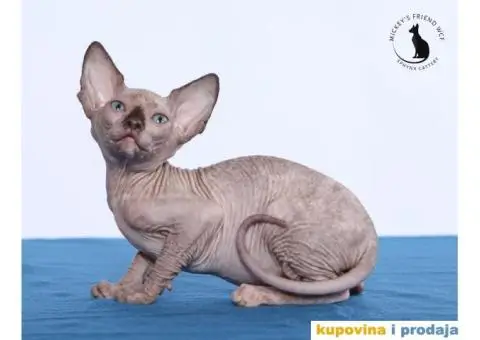 KANADSKE SFINKS - tri mačeta - 2/10