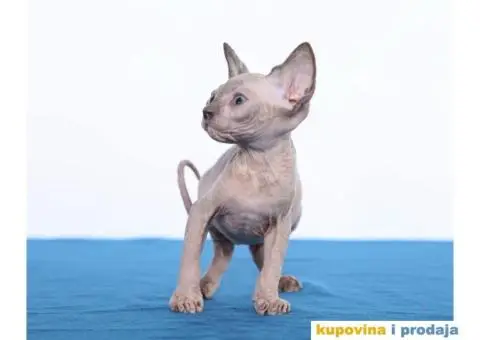 KANADSKE SFINKS - tri mačeta - 3/10