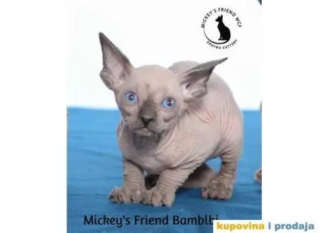 KANADSKE SFINKS - tri mačeta - 4/10