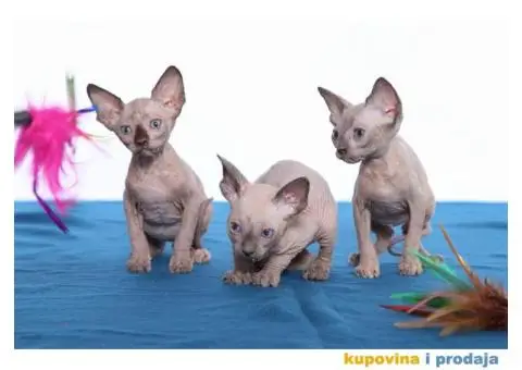 KANADSKE SFINKS - tri mačeta - 5/10