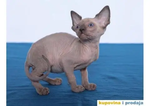 KANADSKE SFINKS - tri mačeta - 6/10