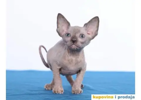 KANADSKE SFINKS - tri mačeta - 7/10