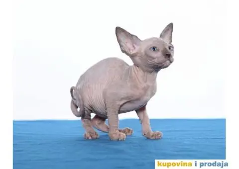 KANADSKE SFINKS - tri mačeta - 8/10