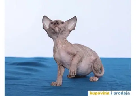 KANADSKE SFINKS - tri mačeta - 9/10