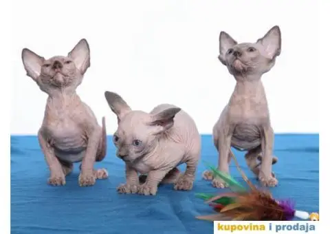 KANADSKE SFINKS - tri mačeta - 10/10