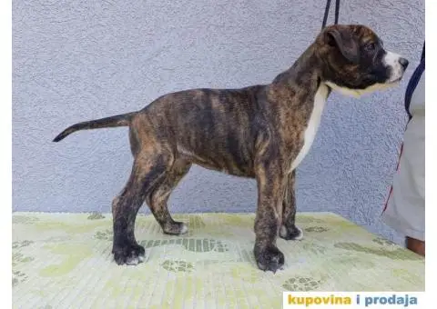 americki staford stenci - 1/9