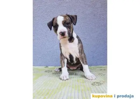 americki staford stenci - 2/9