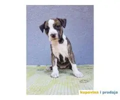 americki staford stenci