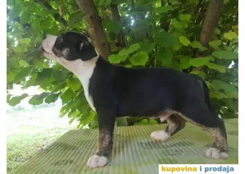 americki staford stenci - 3/9