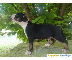 americki staford stenci