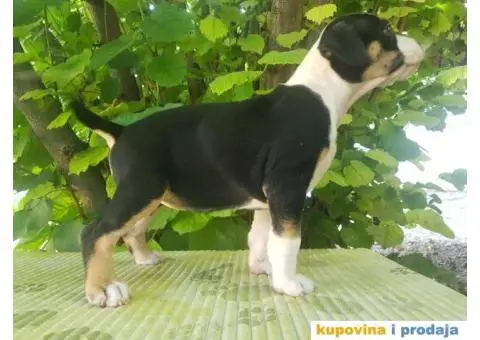 americki staford stenci - 4/9