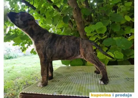 americki staford stenci - 5/9