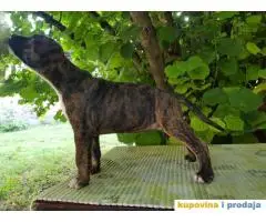 americki staford stenci