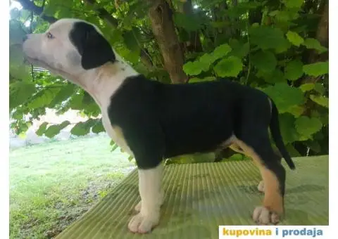 americki staford stenci - 6/9