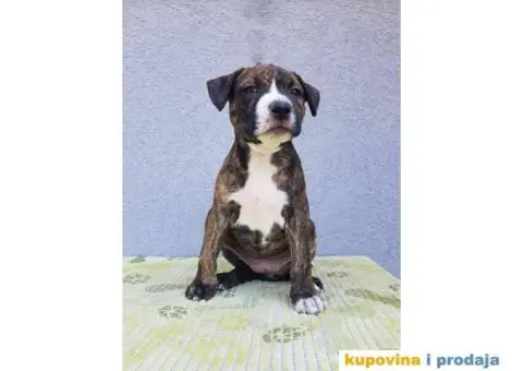 americki staford stenci - 7/9