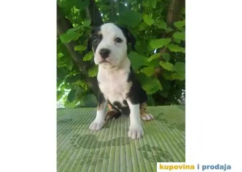 americki staford stenci - 8/9