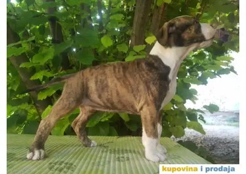 americki staford stenci - 9/9