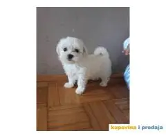 Mini MALTEZER stenci spremni za preuzimanje