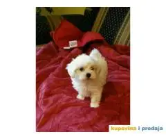 Mini MALTEZER stenci spremni za preuzimanje