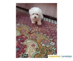 Mini MALTEZER stenci spremni za preuzimanje