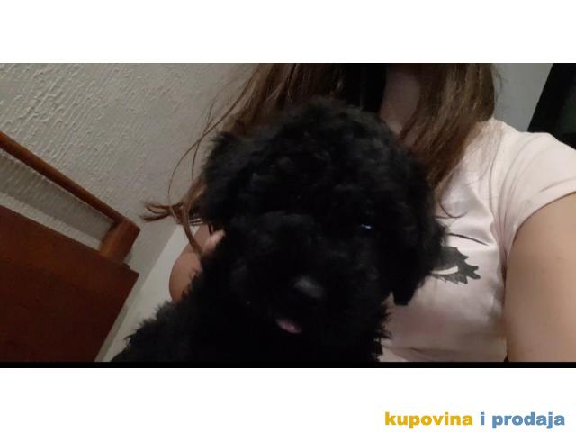 Madjarski puli Madjarski puli