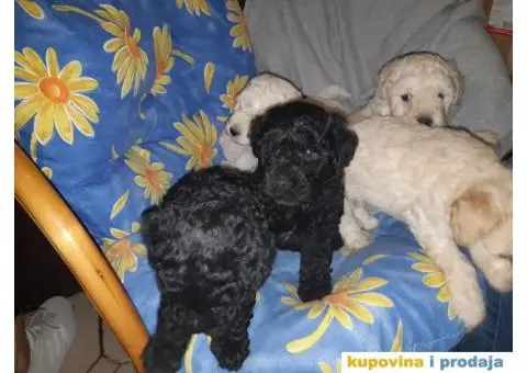 Madjarski puli - 2/3