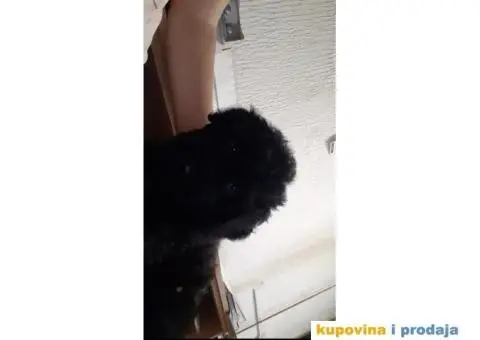 Madjarski puli - 3/3