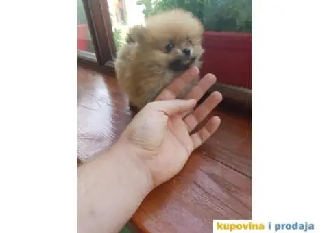 Stenci POMERANSKOG SPICA na prodaju - 1/6