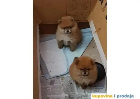 Stenci POMERANSKOG SPICA na prodaju - 2/6