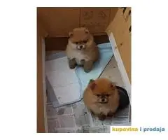 Stenci POMERANSKOG SPICA na prodaju