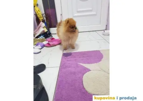 Stenci POMERANSKOG SPICA na prodaju - 3/6