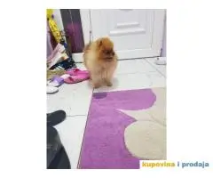 Stenci POMERANSKOG SPICA na prodaju