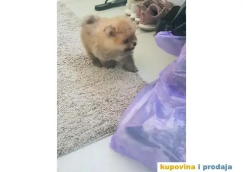 Stenci POMERANSKOG SPICA na prodaju - 4/6