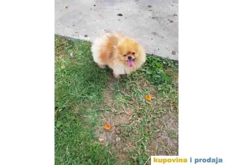 Stenci POMERANSKOG SPICA na prodaju - 5/6