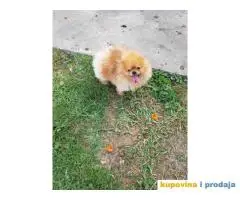 Stenci POMERANSKOG SPICA na prodaju