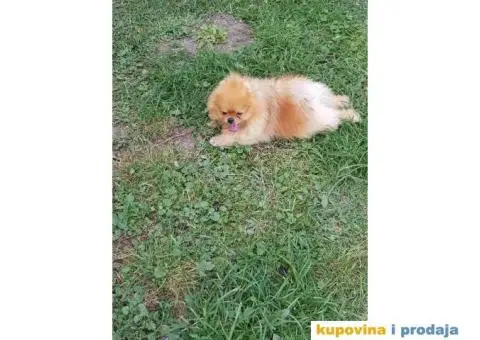 Stenci POMERANSKOG SPICA na prodaju - 6/6